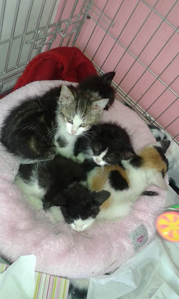 13620362_640856429412297_976743303814541886_n