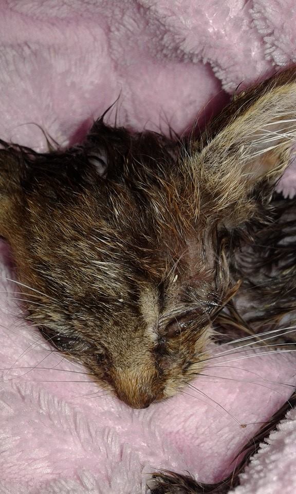 13620697_640435772787696_3009019102132865505_n