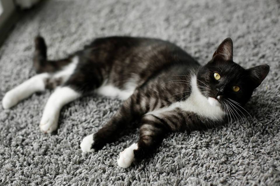 13620749_649272555237351_794368921642075167_n