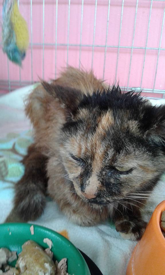 13620802_643028759195064_685024622932409585_n