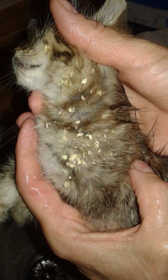 13620848_640434929454447_6854187276041663736_n