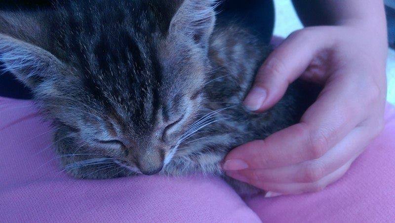 13620965_642416659256274_5987065885836578841_n