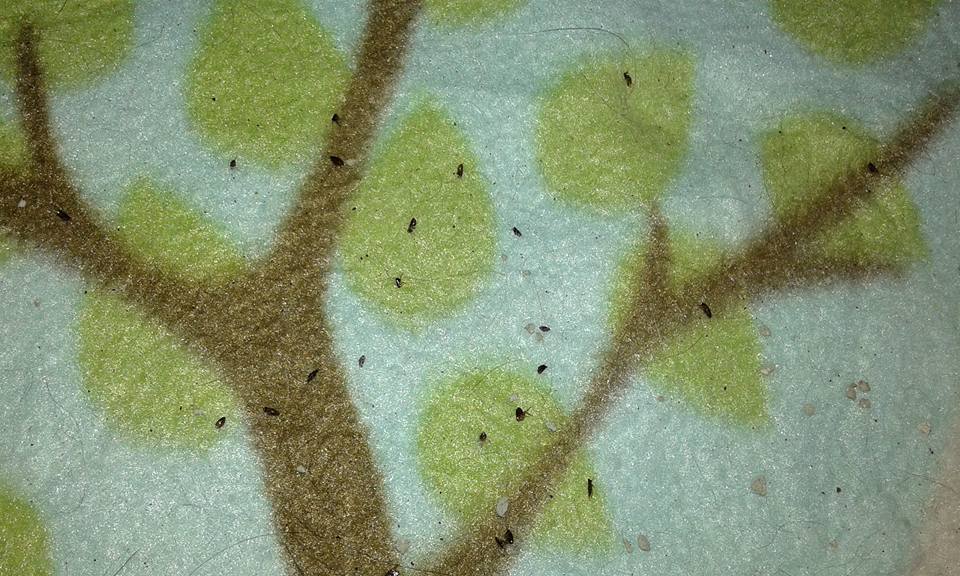 13620972_643028819195058_5885045139597625188_n