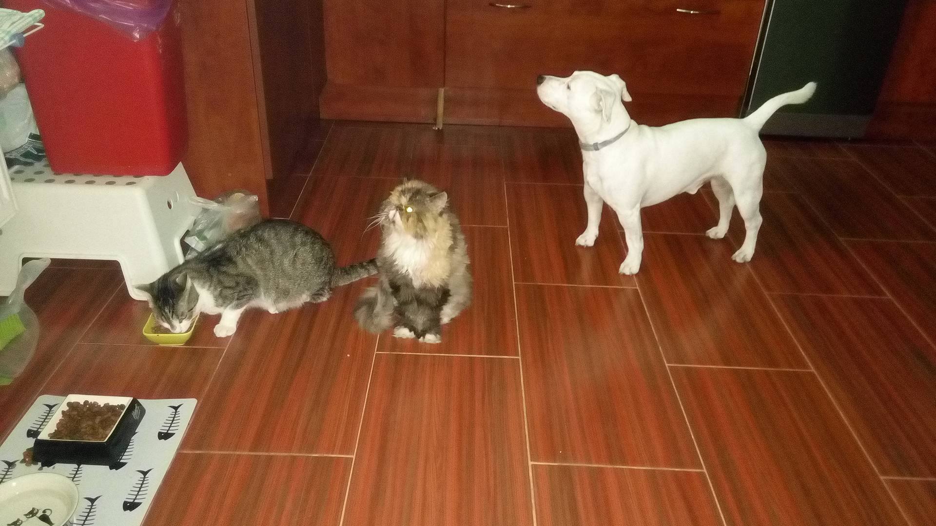 13621821_10204942887812386_1825179575_o