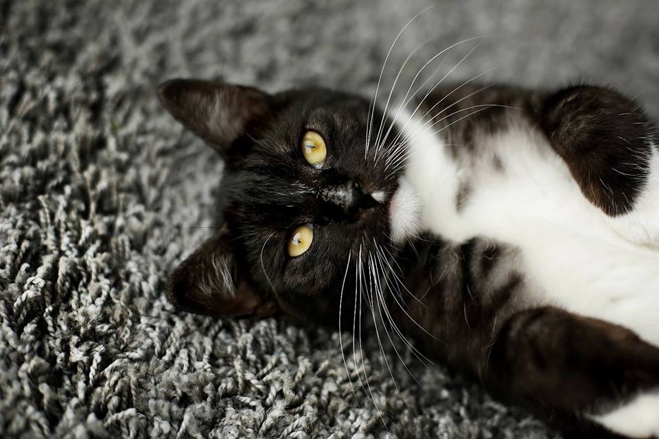 13626337_649272528570687_994451412278766797_n