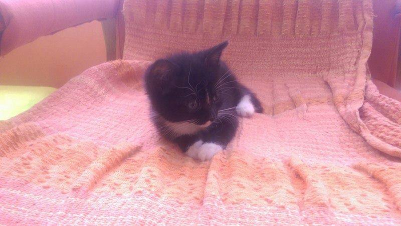 13626576_642416542589619_641084711646532162_n