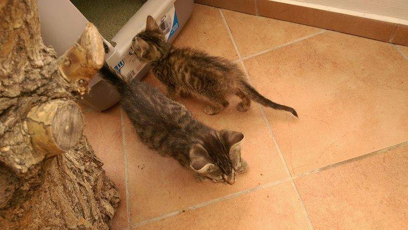 13626645_642416532589620_3159339839476643140_n