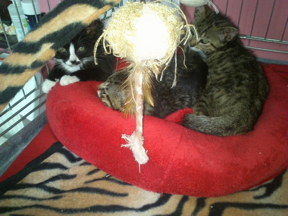 13626954_10206731586749318_6164355174488801243_n