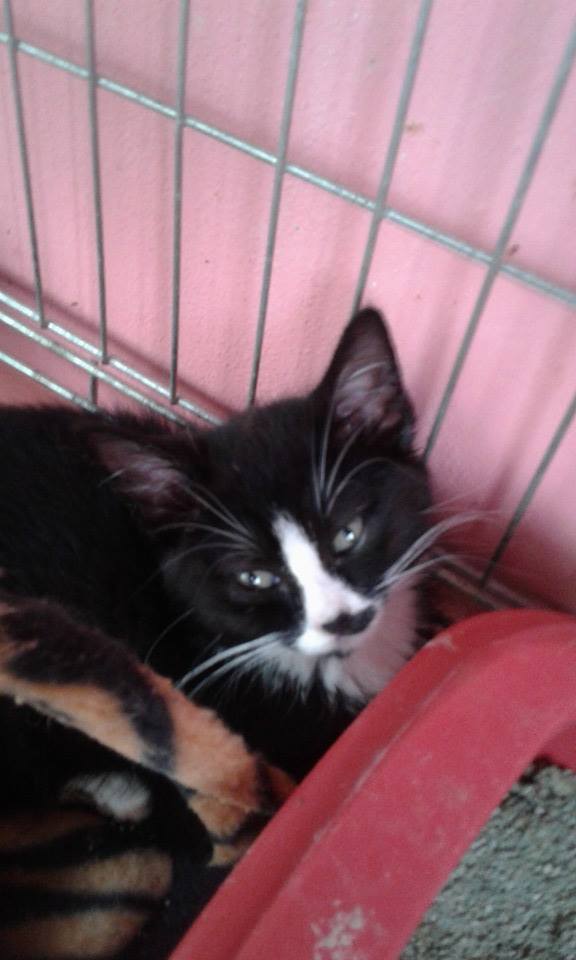 13626954_649088005255806_3383371873723606165_n