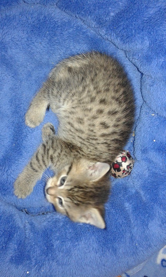 13626985_642366812594592_1752819016169959178_n