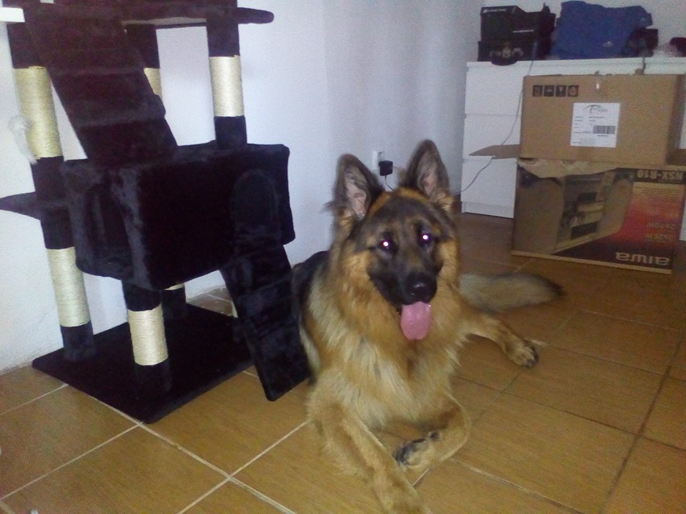 13627163_620693048092322_1158106858037913770_n