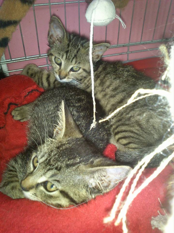 13631399_10206731584469261_3784546390592758789_n