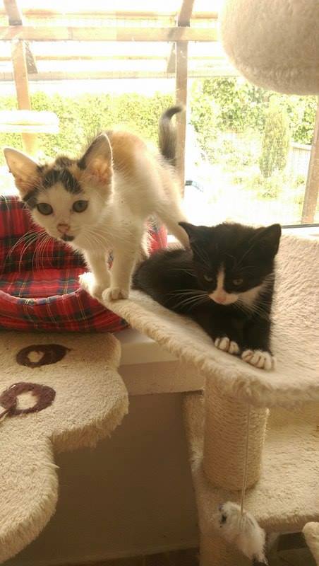 13631494_642416745922932_2121716774837241495_n