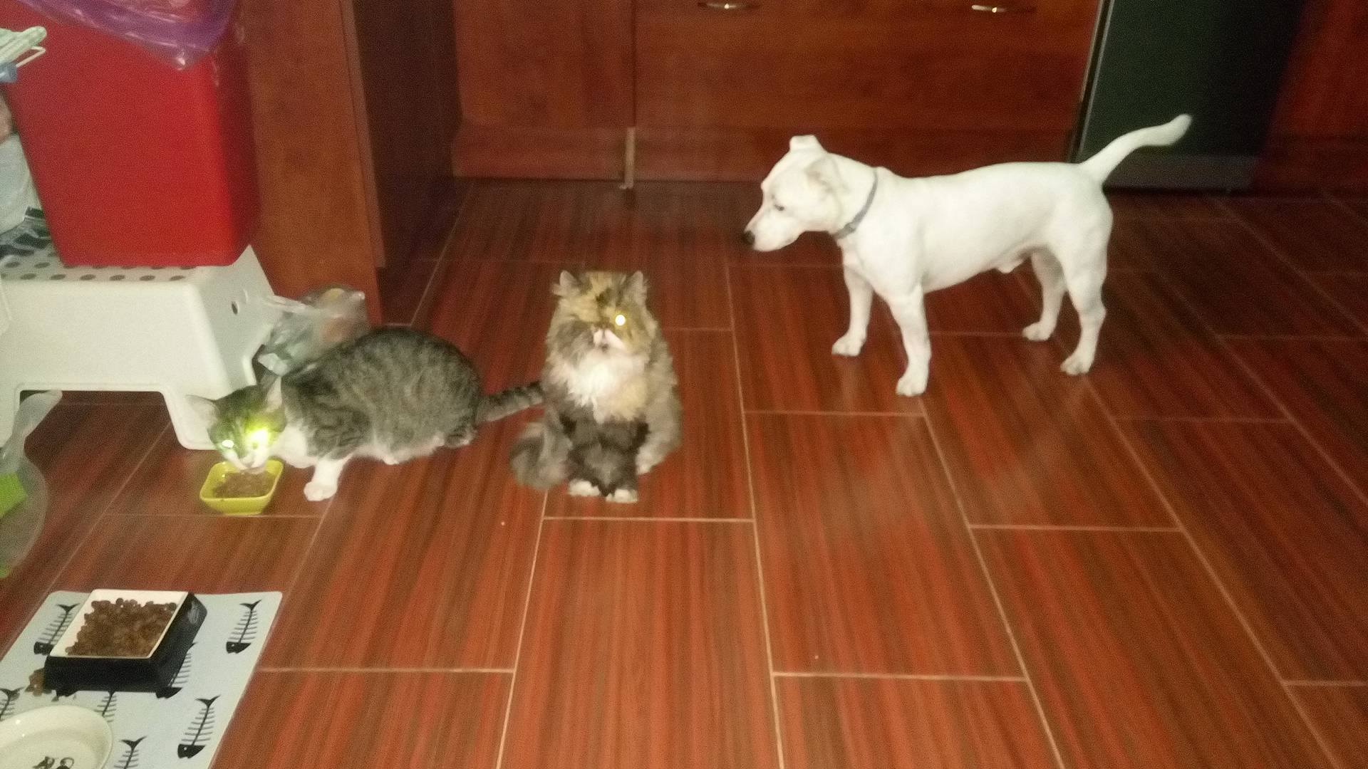 13632871_10204942887692383_173556438_o