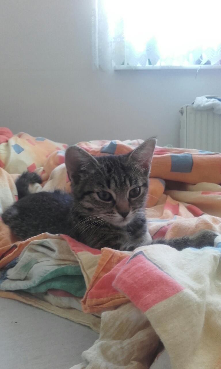 13633290_1272862686060192_22208737_o