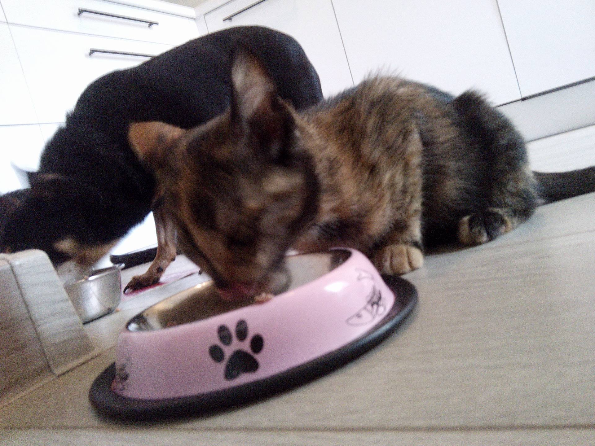 13639776_588037251357496_52703165_o