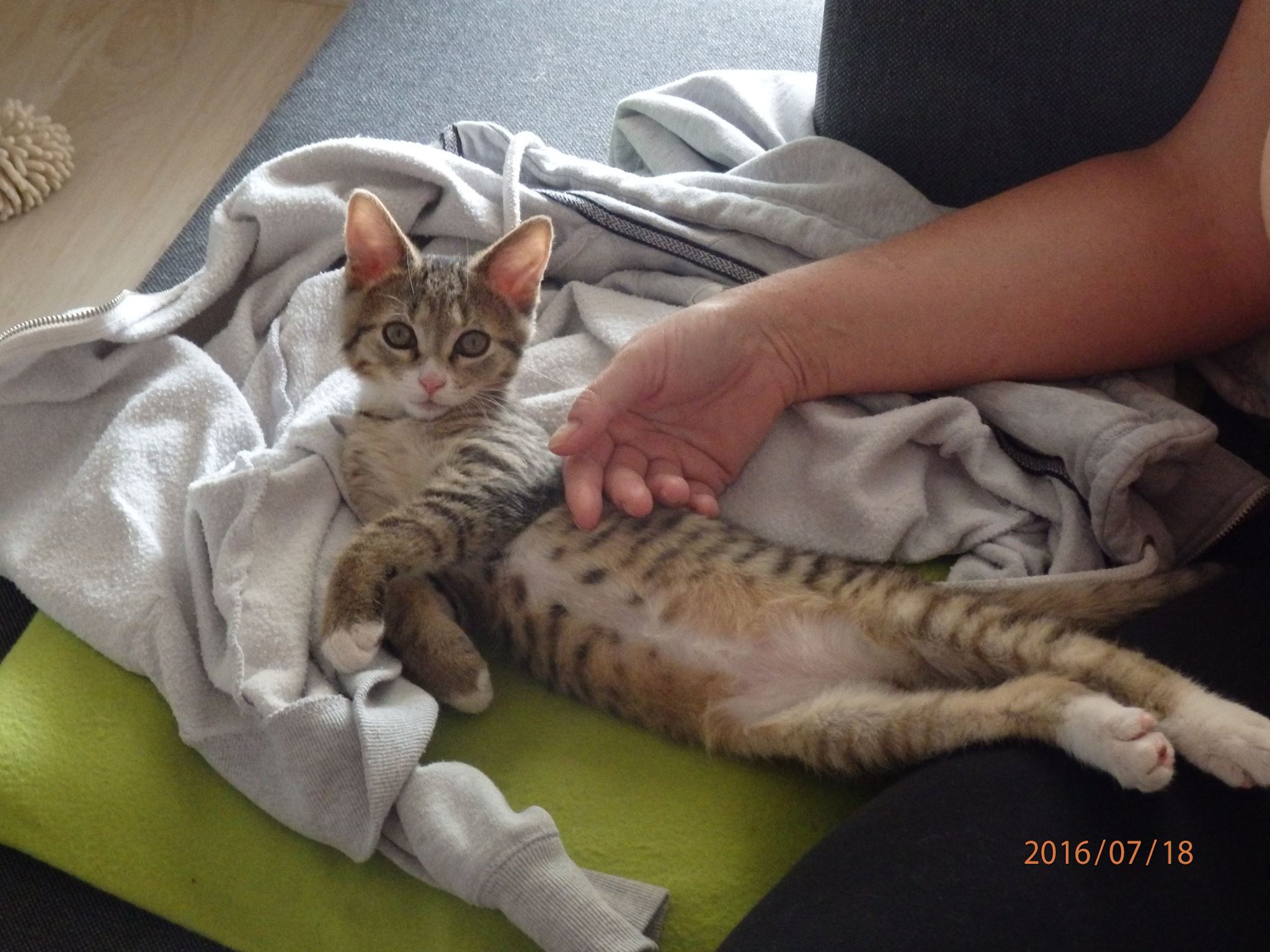 13640864_646962185468388_7063070511417669401_o