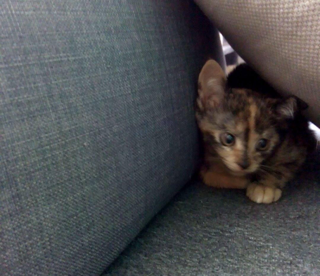 13641055_642031815961425_7638426560028555351_o