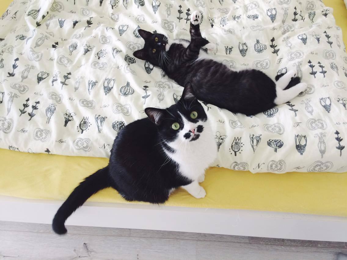 13641251_652092648288675_337772877482132453_o