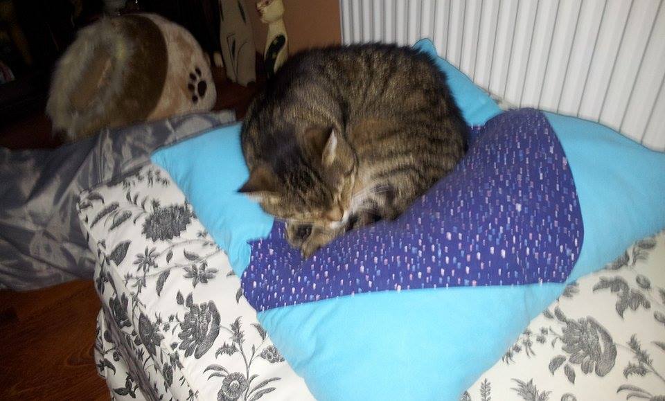 13644239_558953790950169_2106112161_n