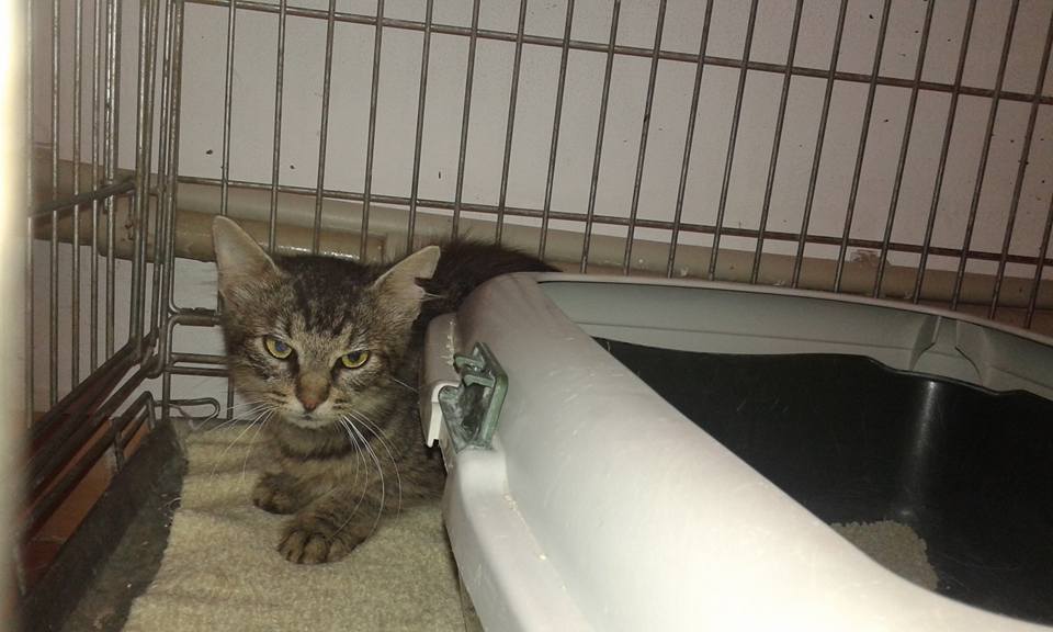 13645354_651036131727660_346711116306782686_n