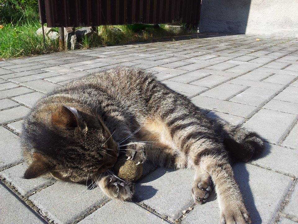 13650587_558953777616837_1592031020_n