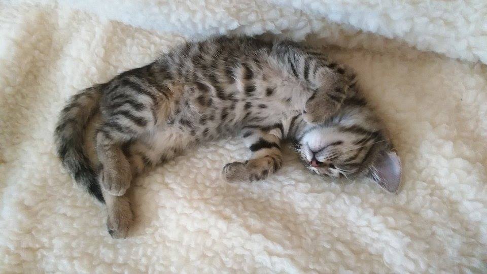 13652839_1212949742049154_663589518_n