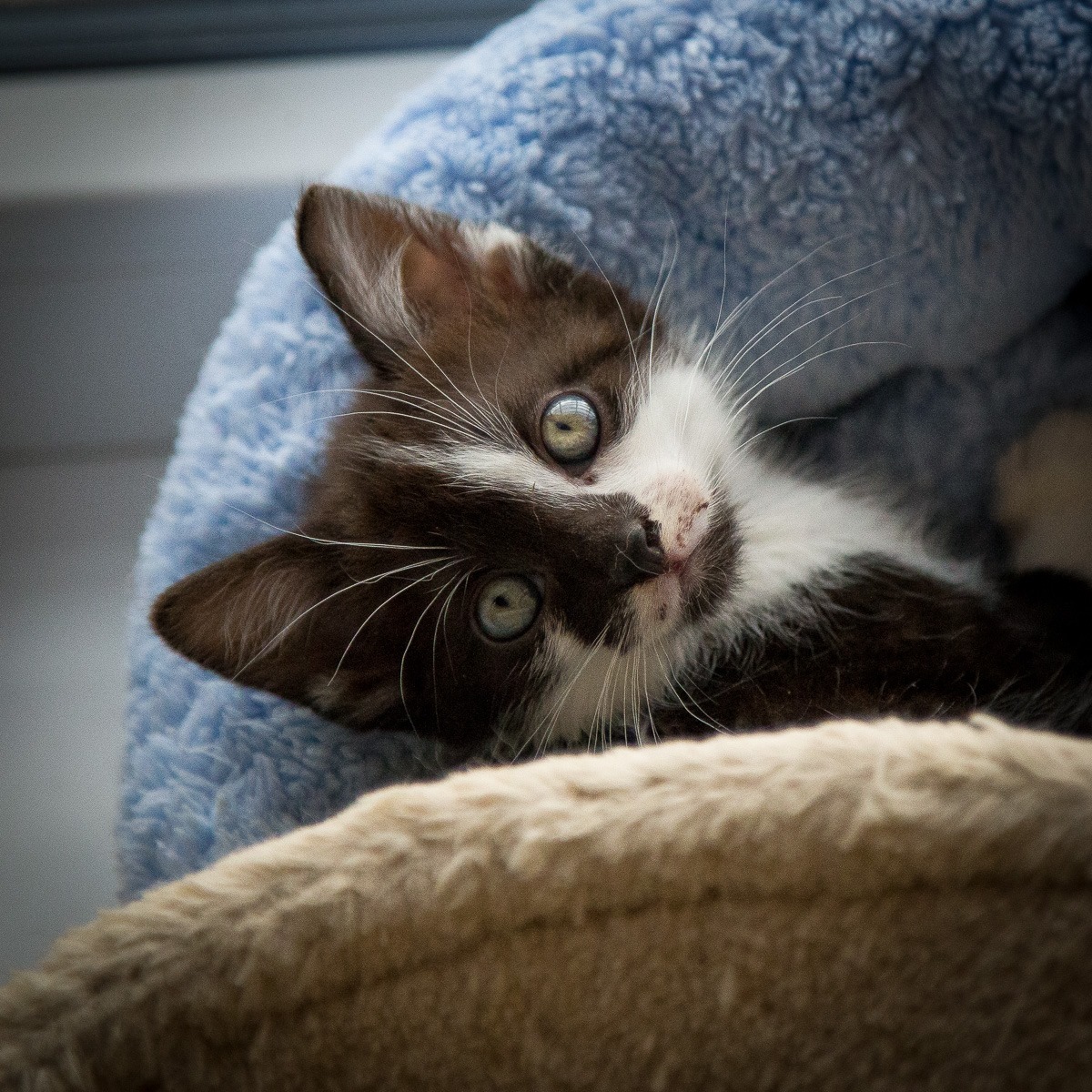 13653219_642412295923377_3877231090355959756_o