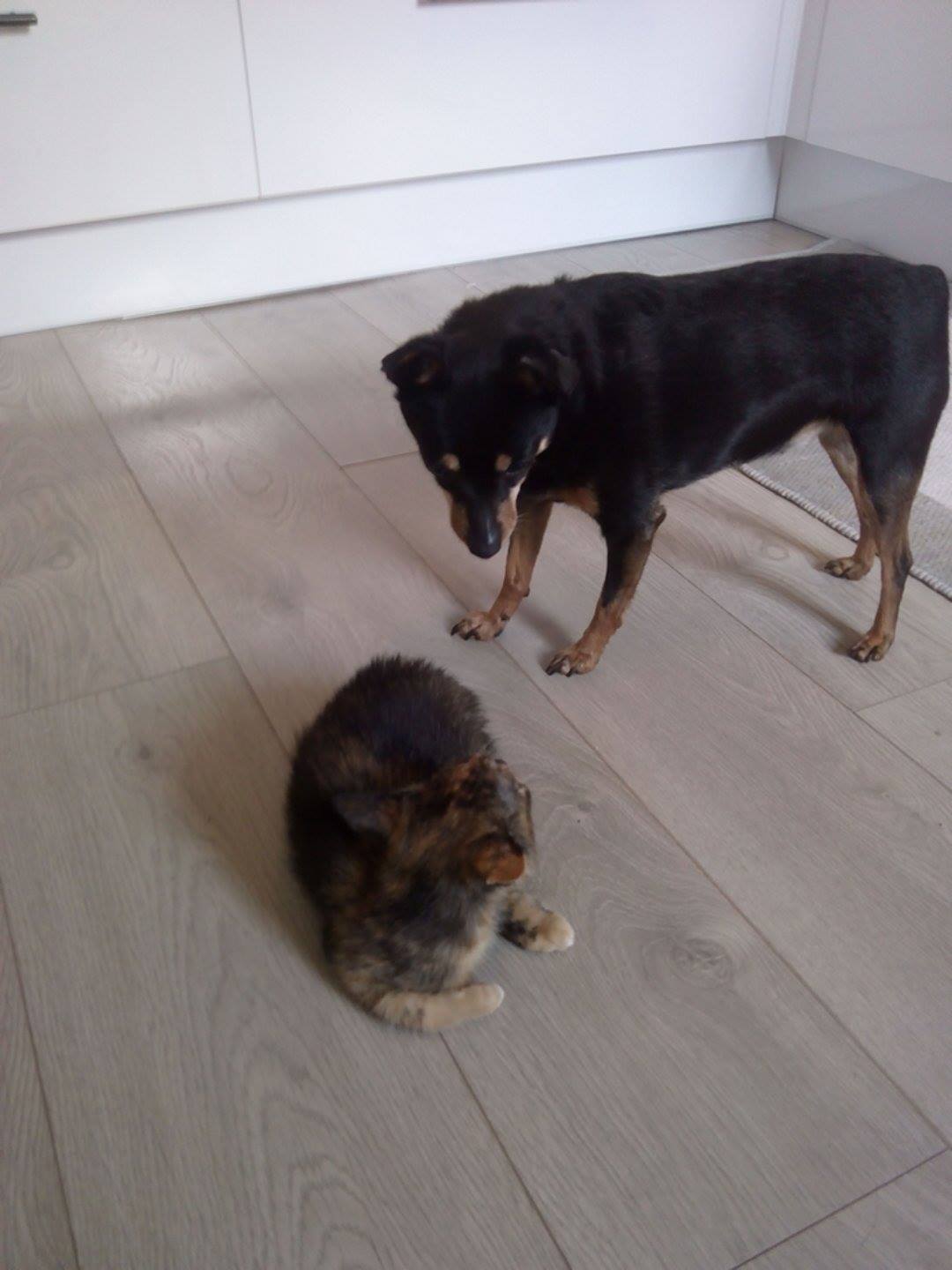 13653300_642031799294760_6906658778533764363_o