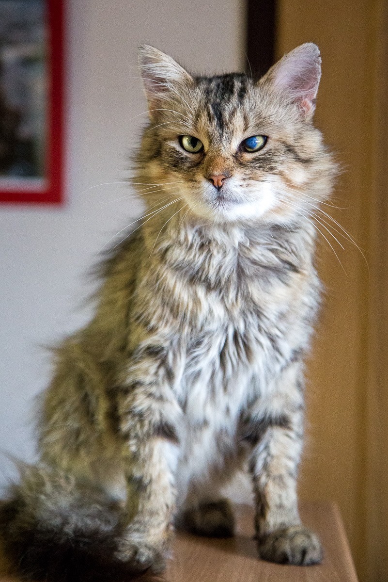 13653398_642412395923367_2933192462627809562_o