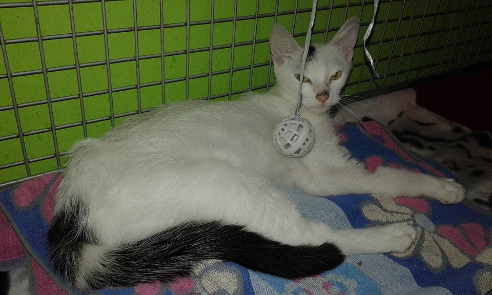 13654300_645883278909612_435467911003154456_n