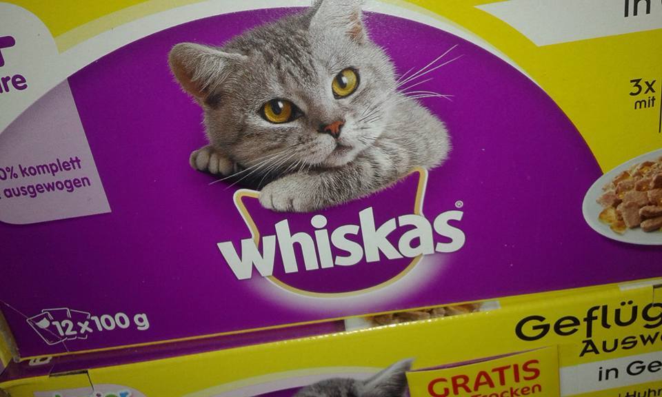 13654345_644952042336069_1302177336608686482_n