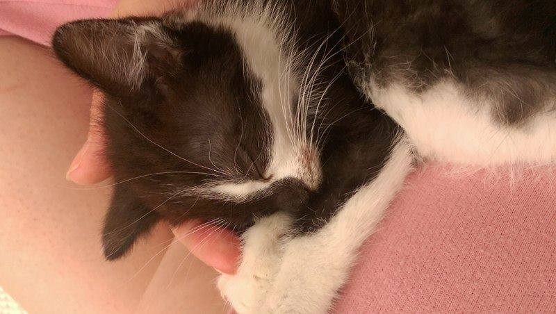 13659033_642416442589629_564643106437682133_n