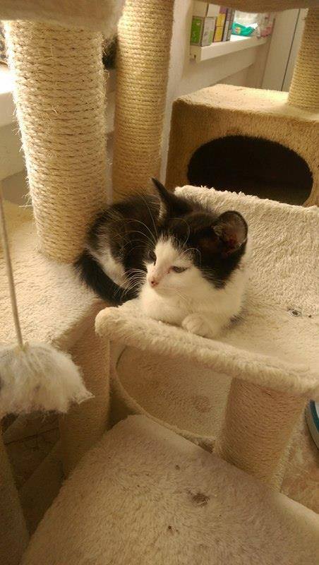 13659164_642416552589618_6909985939735649722_n