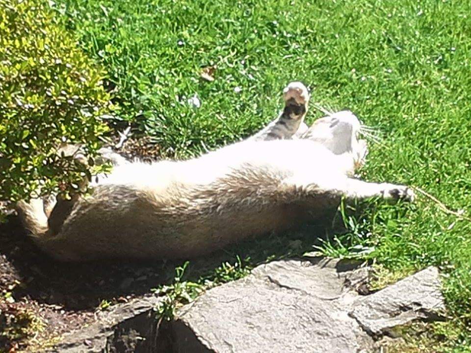 13659192_642806929217247_6508078626101967552_n