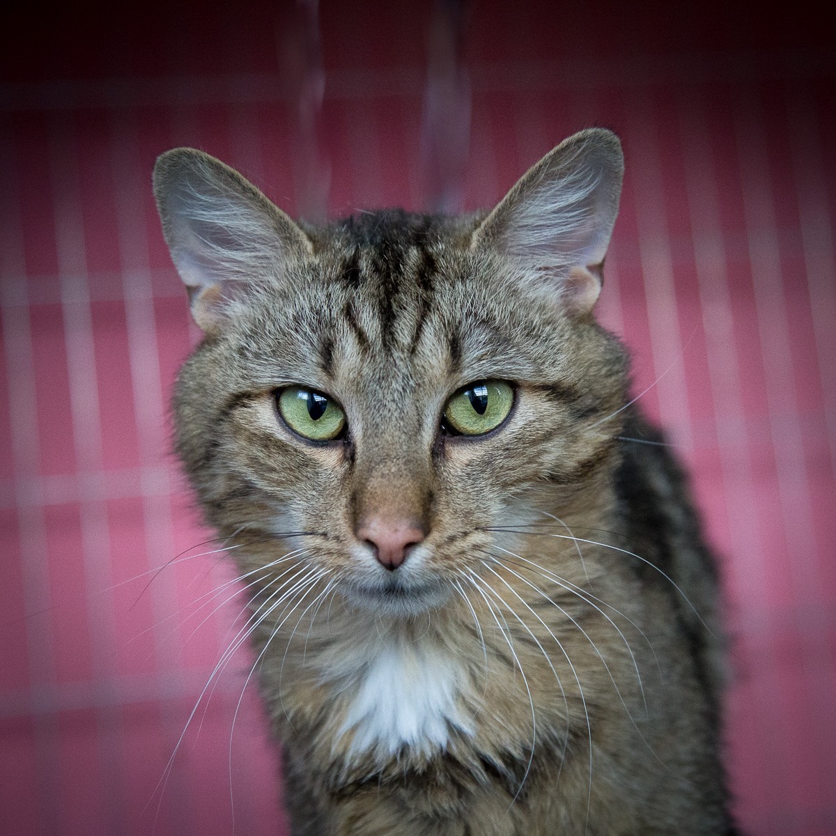 13661860_642412232590050_3129549896519747823_o