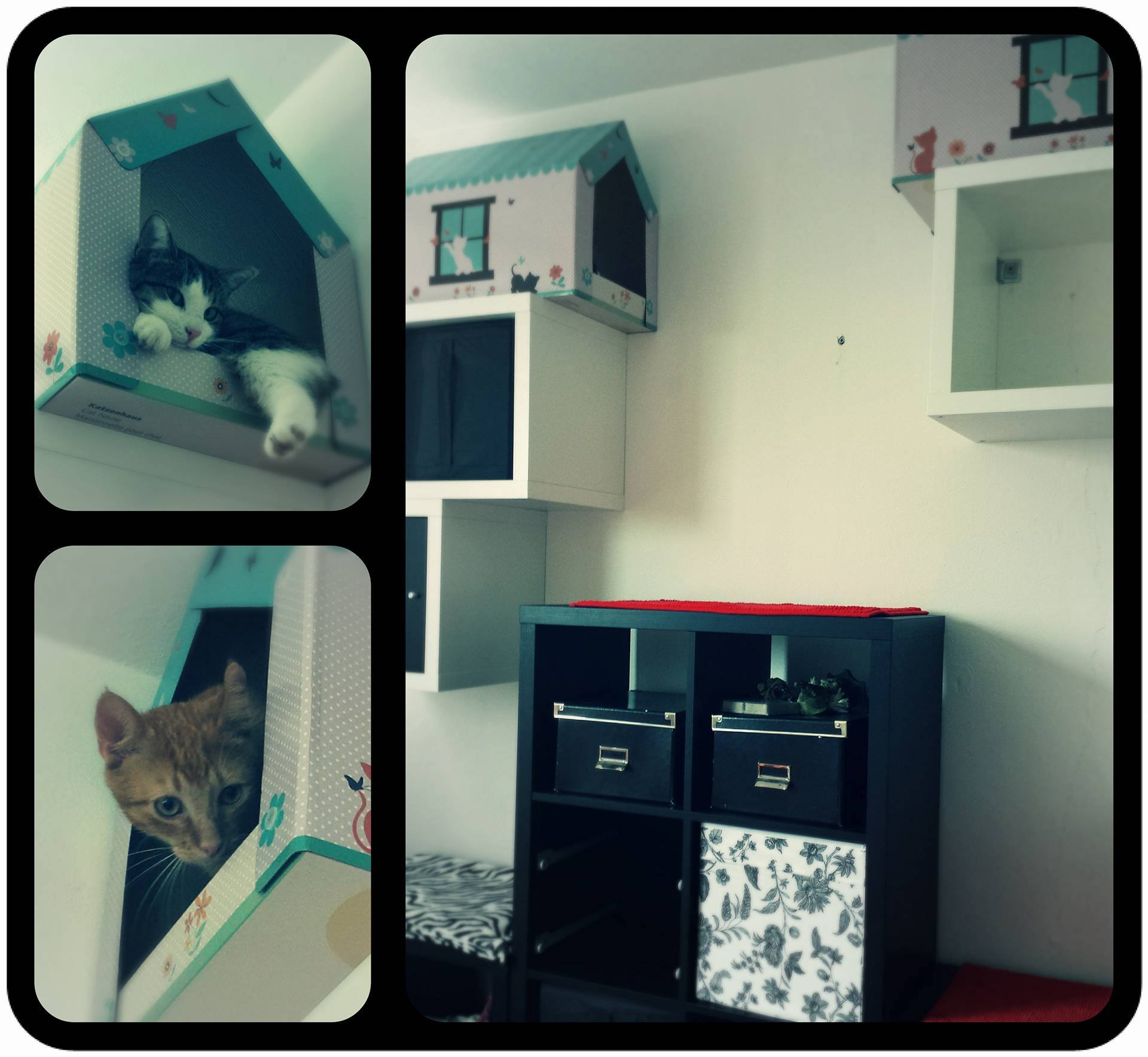 13663425_10210221050666579_1473971878_o