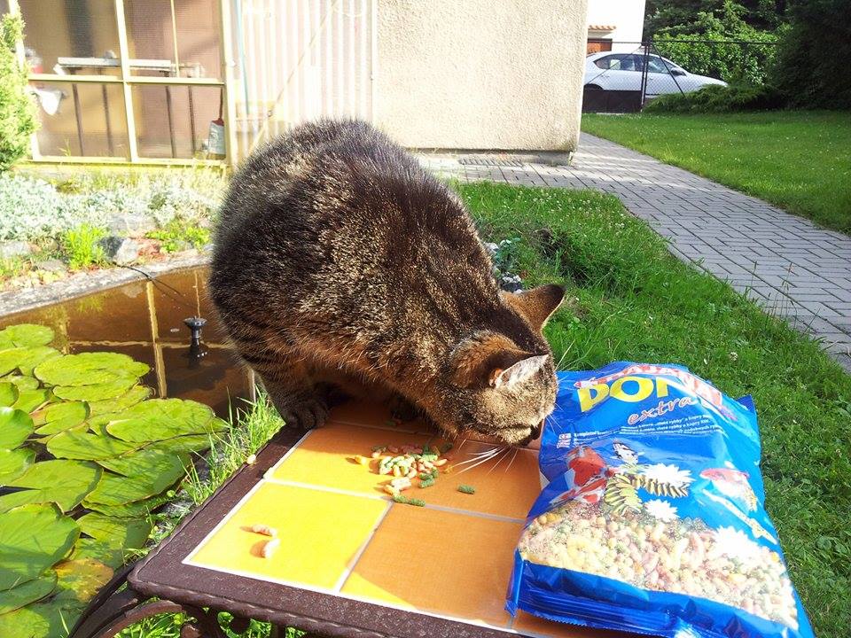 13664346_558953787616836_400538215_n