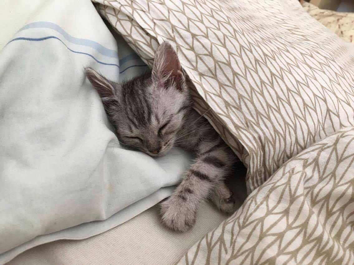 13667785_652108954953711_7741570420021607421_o