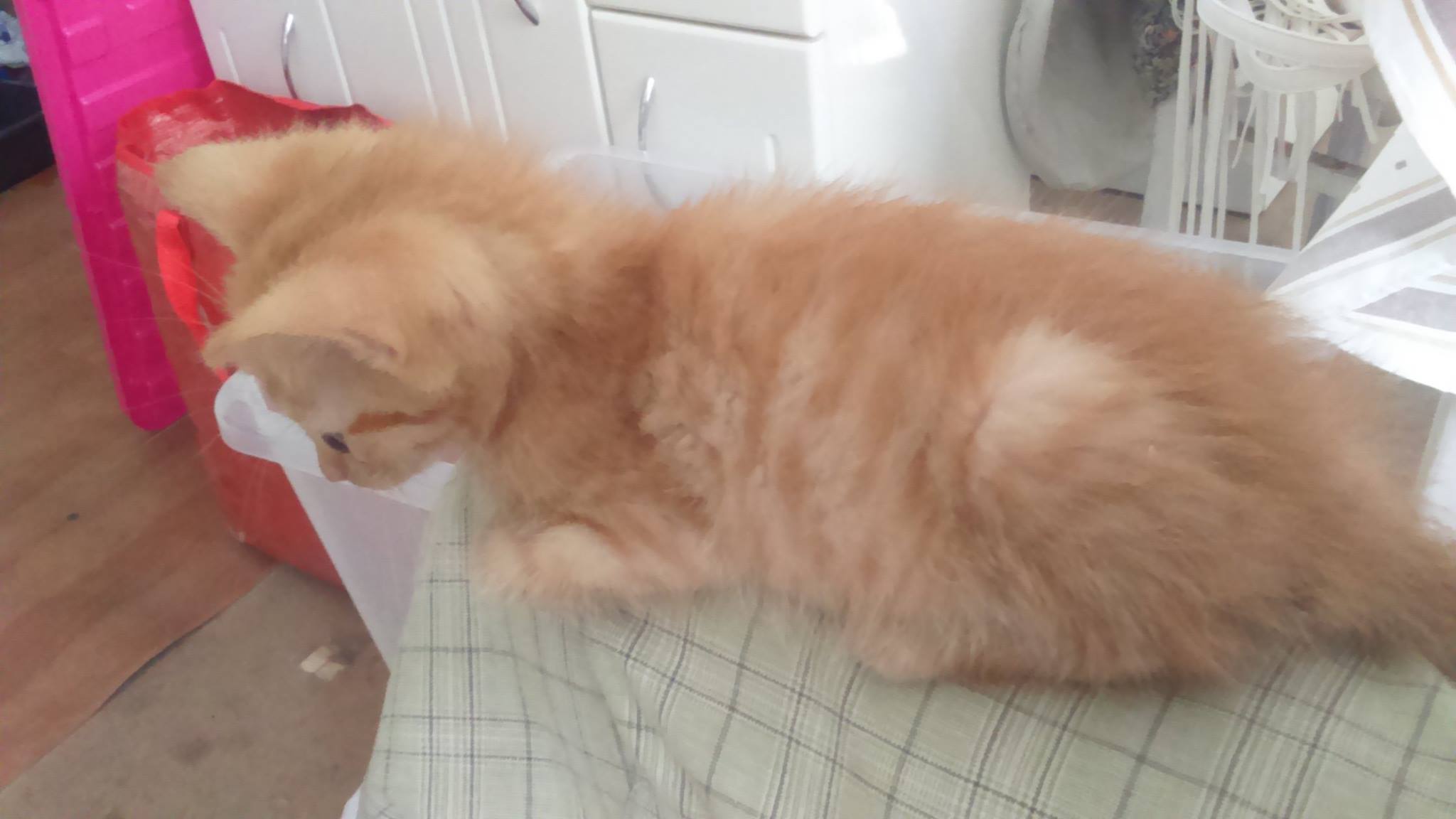 13667819_642502039247736_6191974932981914413_o