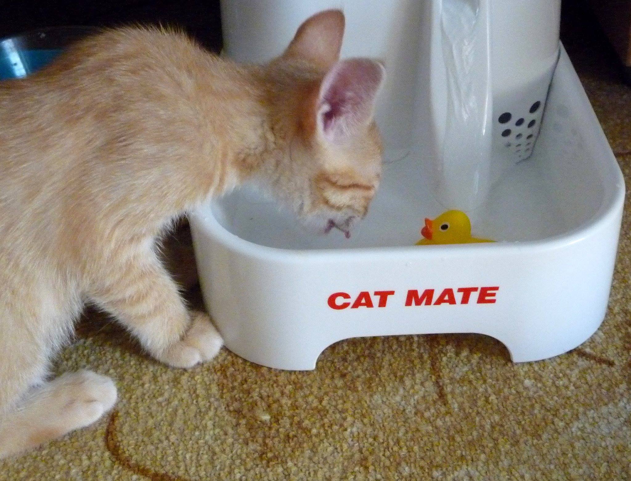 13667904_643434762487797_241771664374314348_o