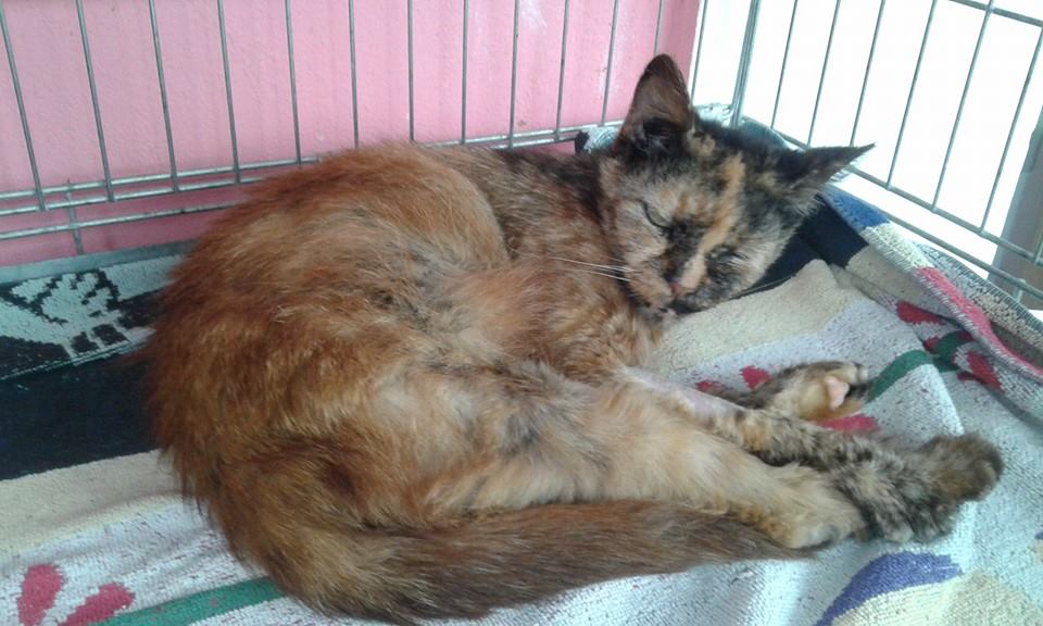 13668959_649087978589142_7013559975804812919_n