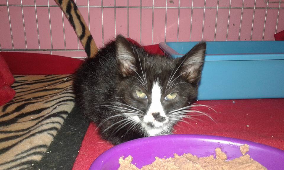 13669019_647667538731186_768112591998734347_n