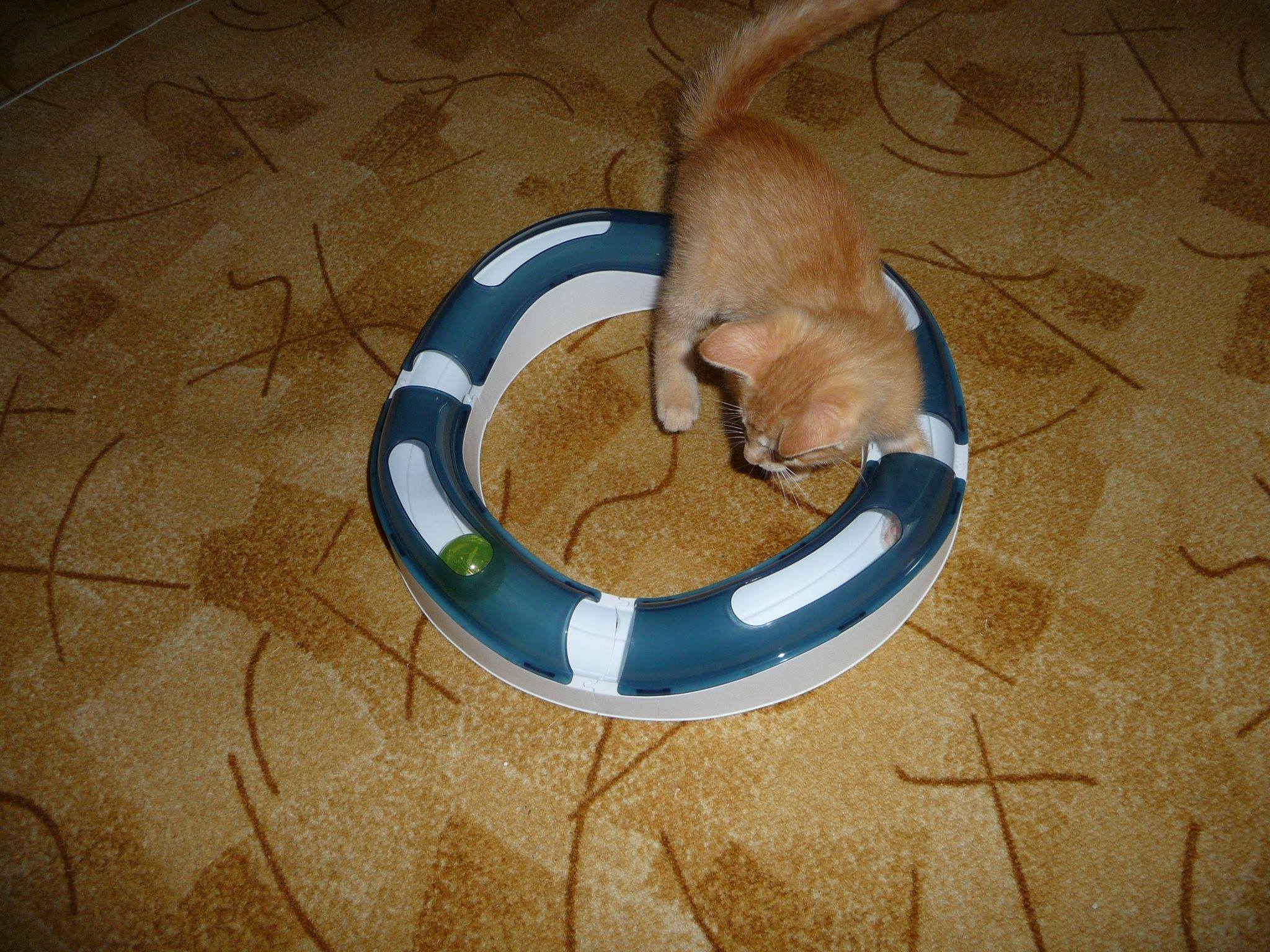 13669334_643434822487791_6744898668152062611_o