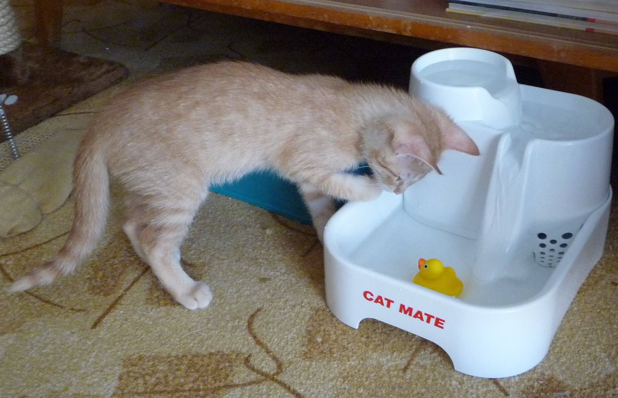 13669346_643434719154468_7458930924906429261_o