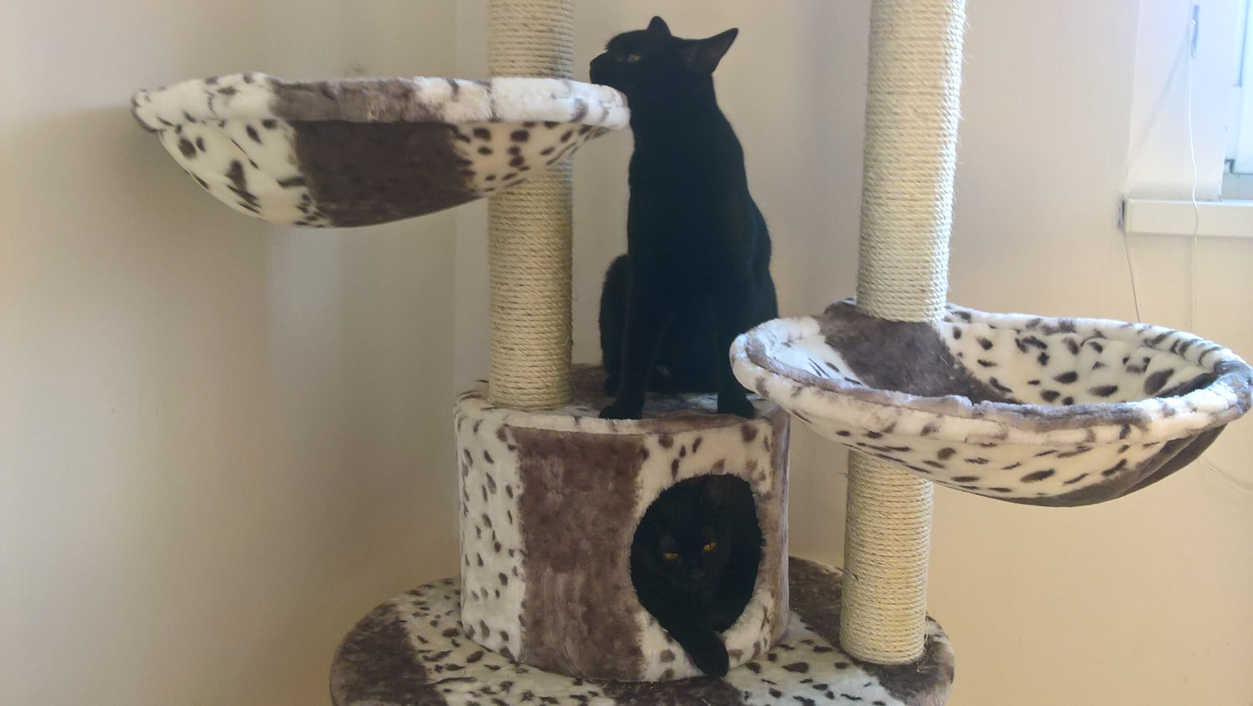 WP_20160706_18_47_41_Rich