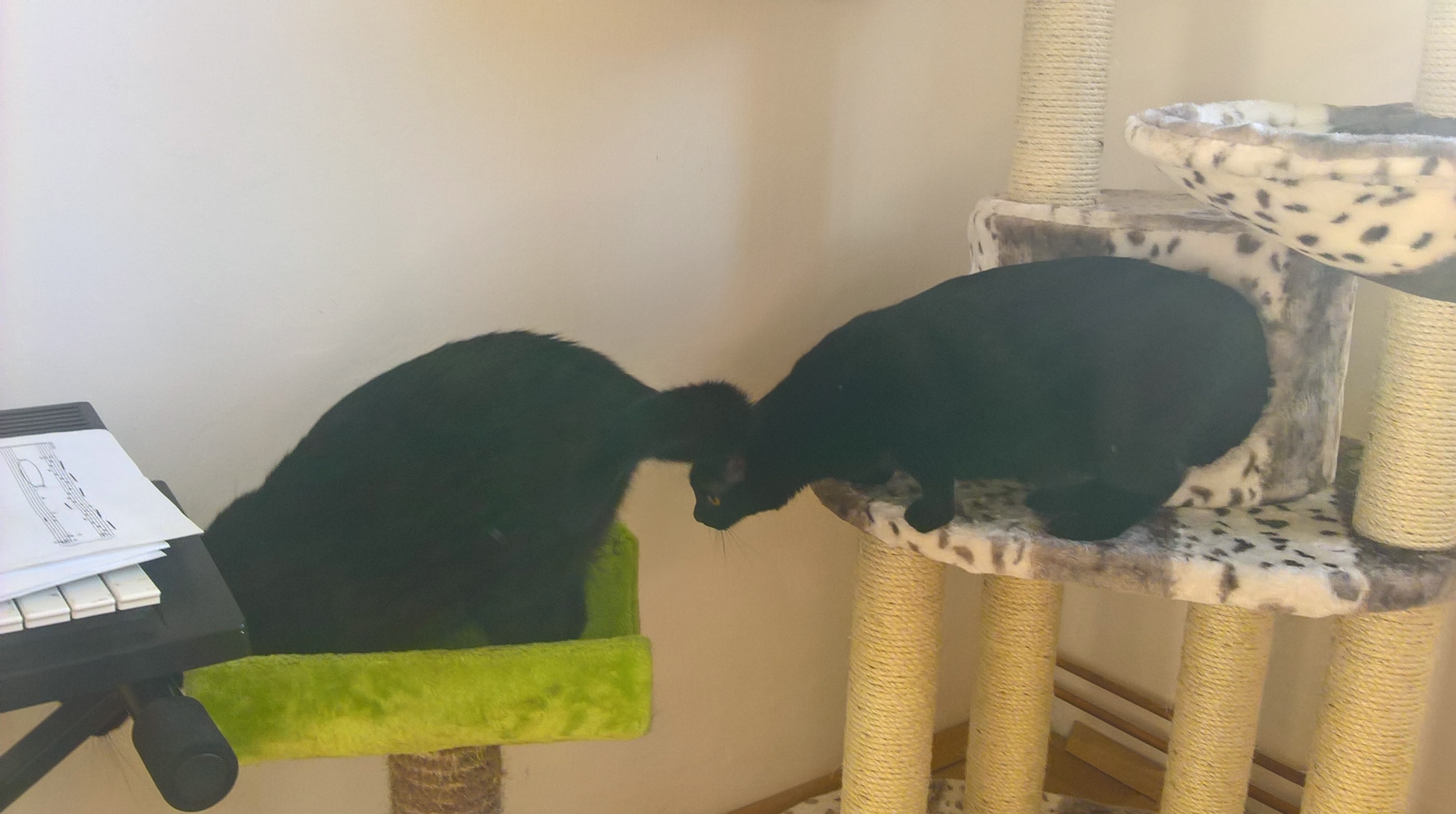 WP_20160706_18_47_53_Rich