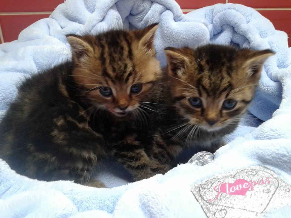 14264831_699565720208034_4826926612630826323_n