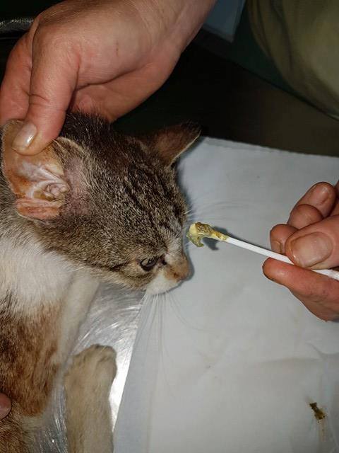 14446024_683653908465882_676146147280466272_n