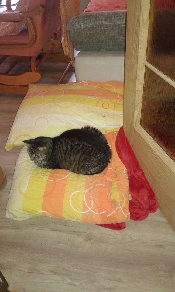 14469582_685582798272993_4463126678501400623_n